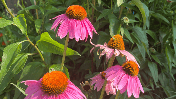 Close up HP flowers