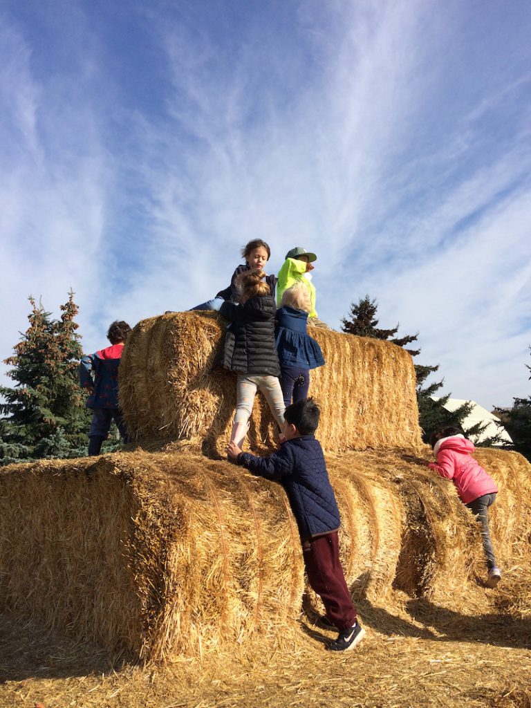 Students on hay bales