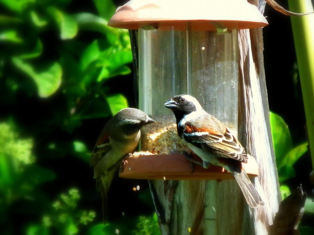 Birds at a bird feeder