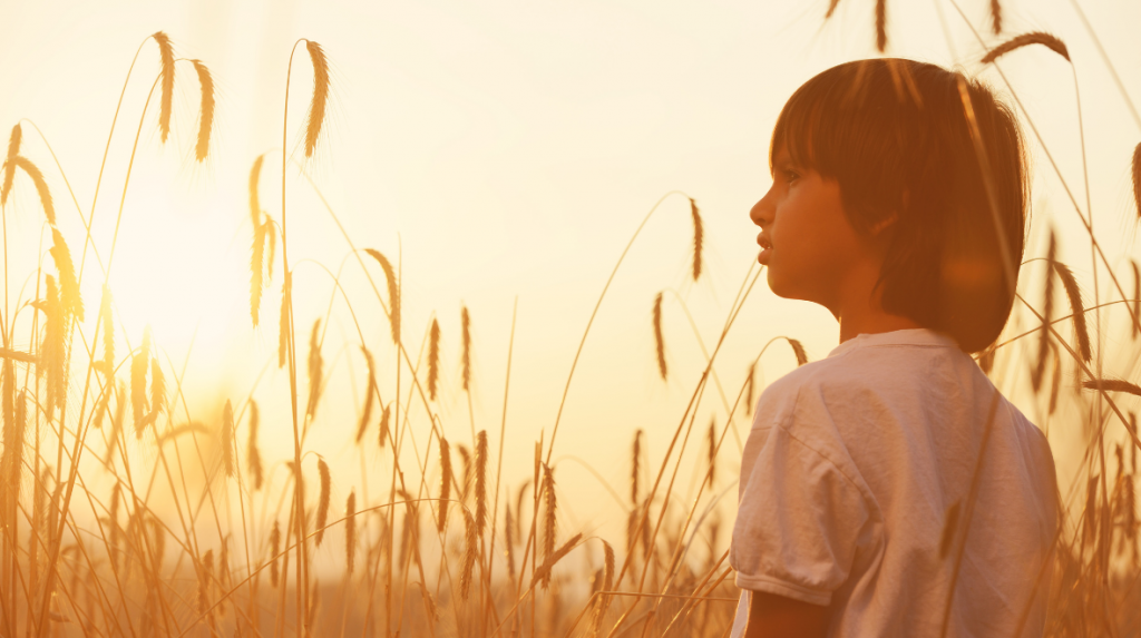 A young boy in a field of wheat at sunset is gazing into the distance.