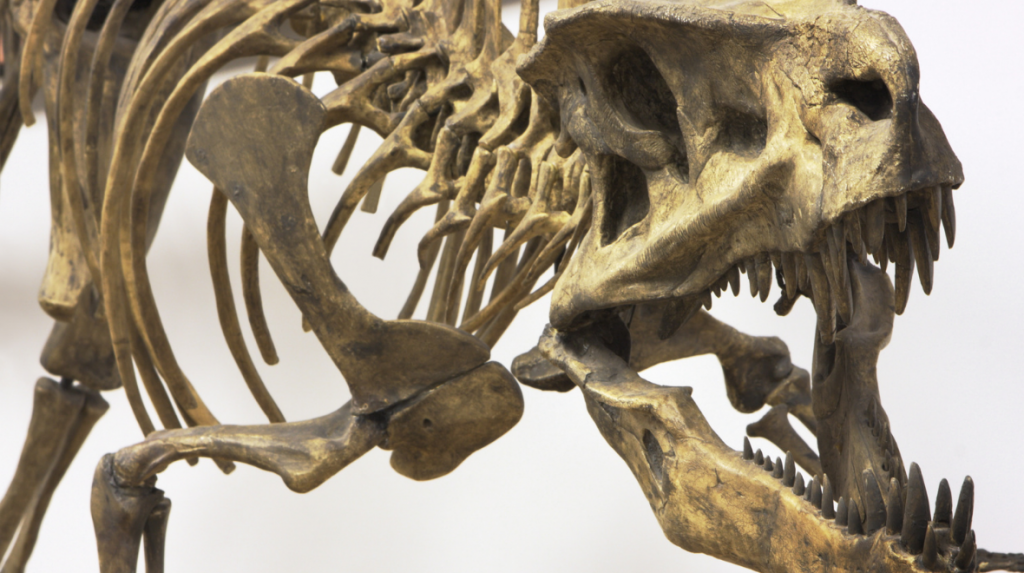 Dinosaur Skeleton