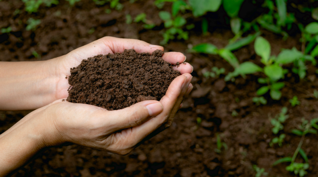 A person's hands holding soil.