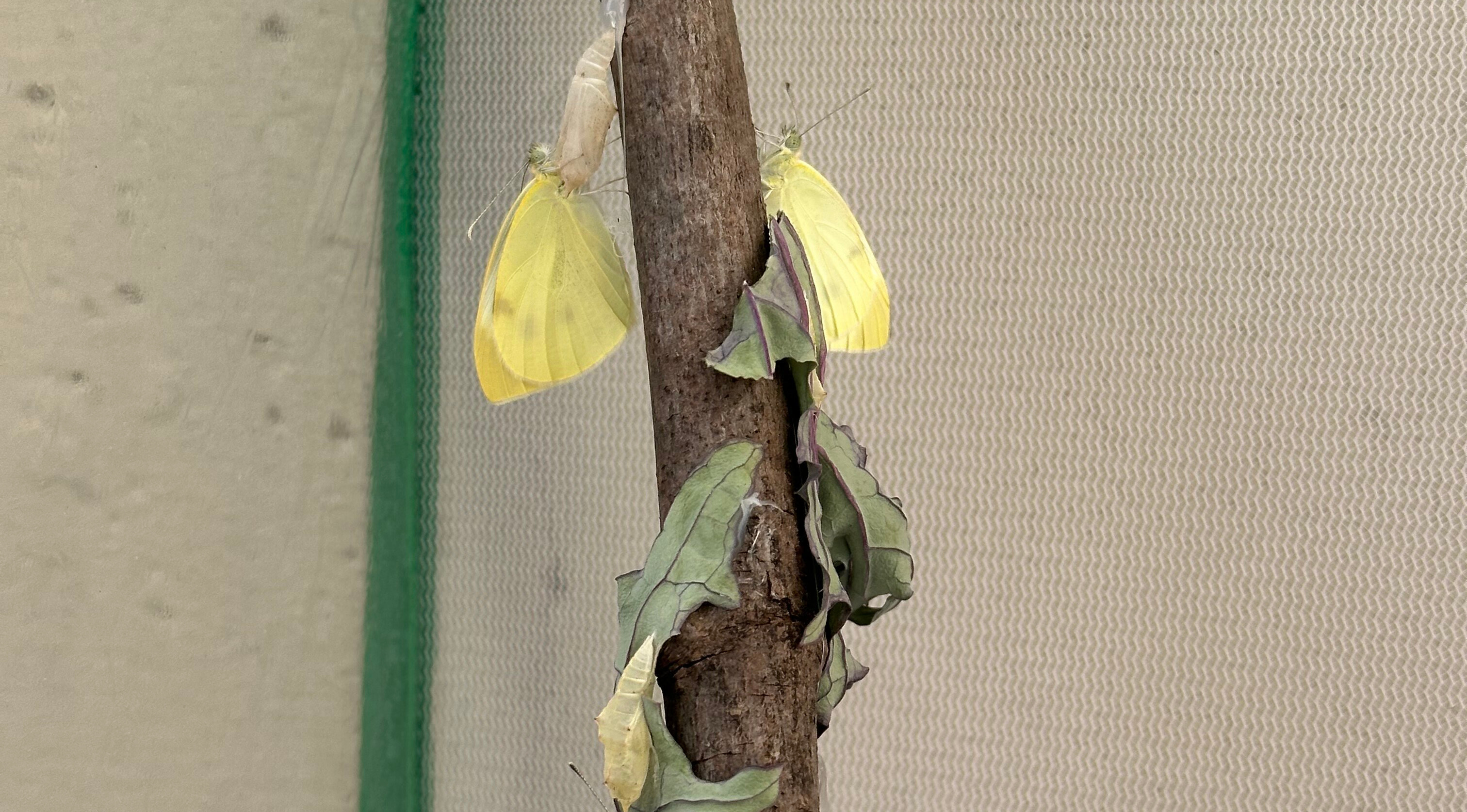 From Outdoor Classroom to Home Garden: A Beautiful Butterfly Story